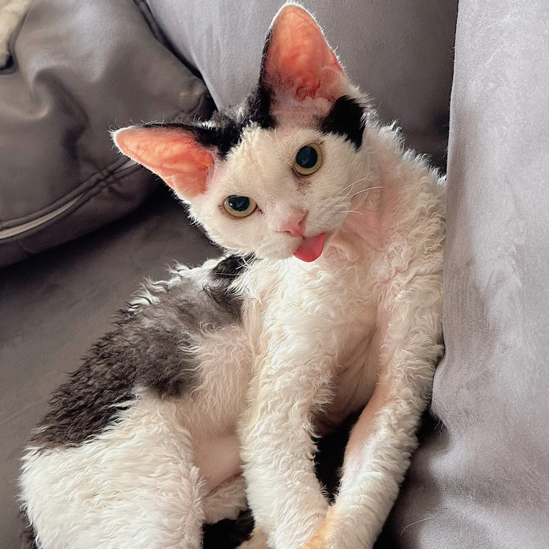 枪花家的猫猫咪活体宠物德文卷毛猫直播