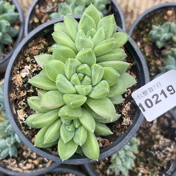 阿雅园艺。     10219