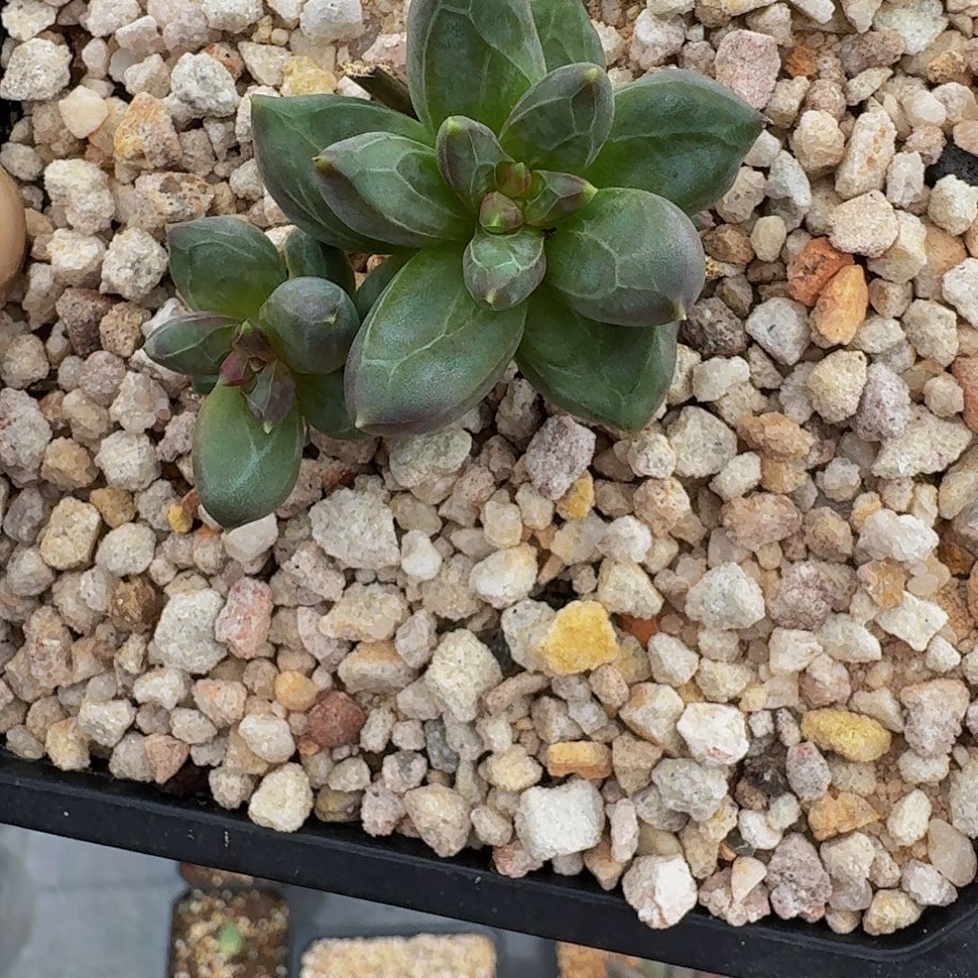 西瓜太郎一物一拍