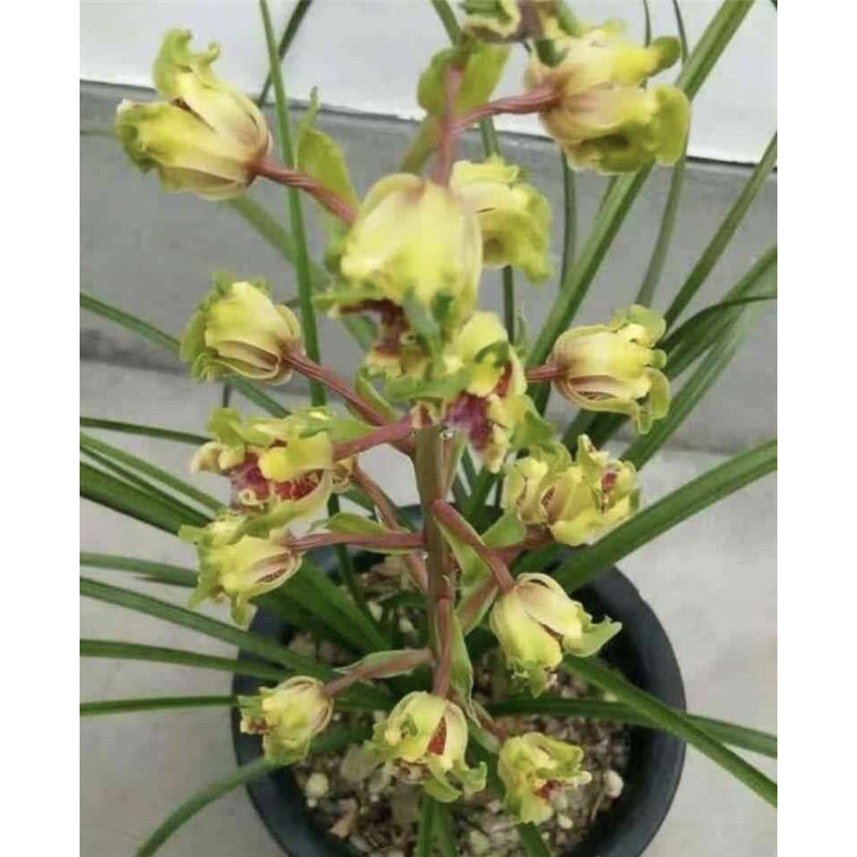 大白菜-蕙兰组培苗-硬化一年-连体1苗-人工养殖