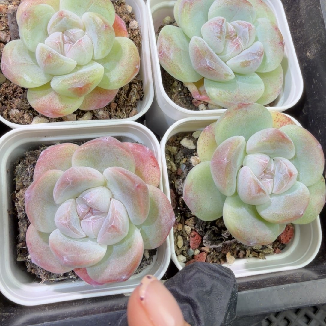 74 号到手1框，江北多肉