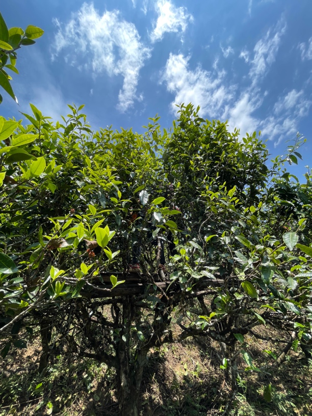 2025年头春昔归茶区石虎山古树8颗树