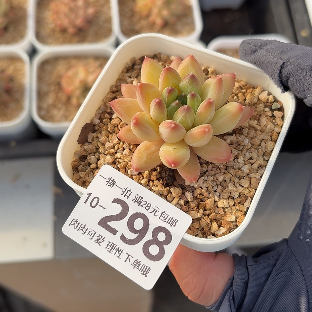 胖体青花瓷无盆无发货无