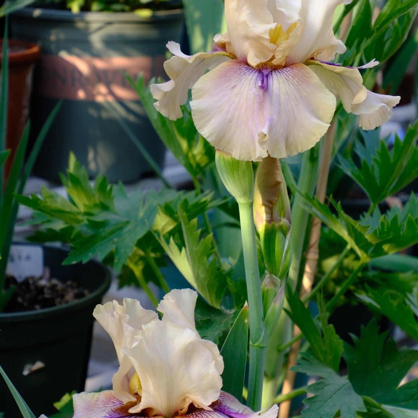 德国鸢尾 荆棘鸟 大花 开花高度 60cm 左右