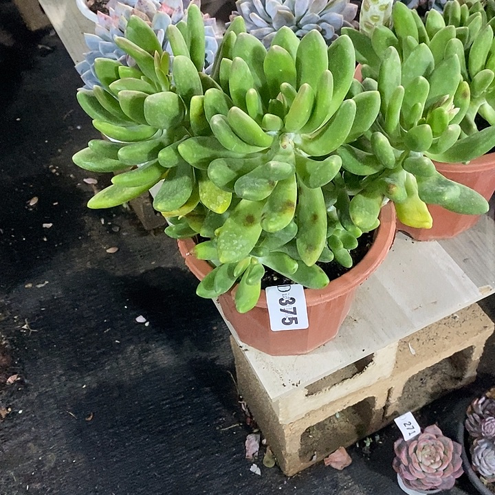 岁***好375金蝉多肉植物多肉