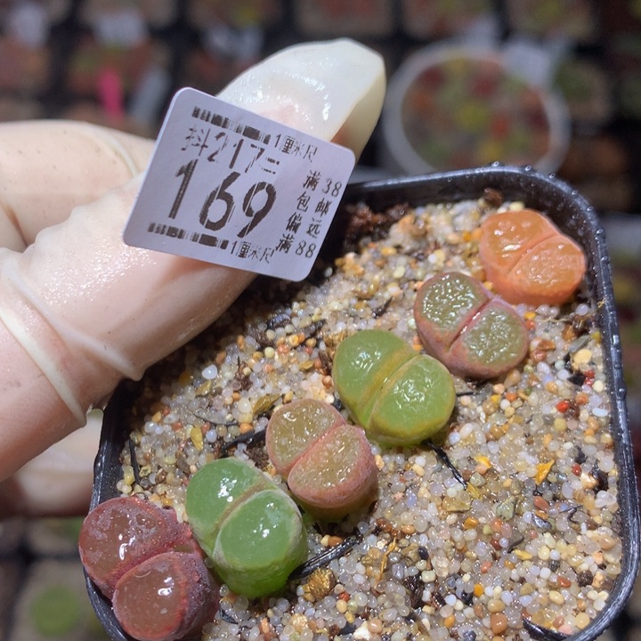 精品生石花217.169