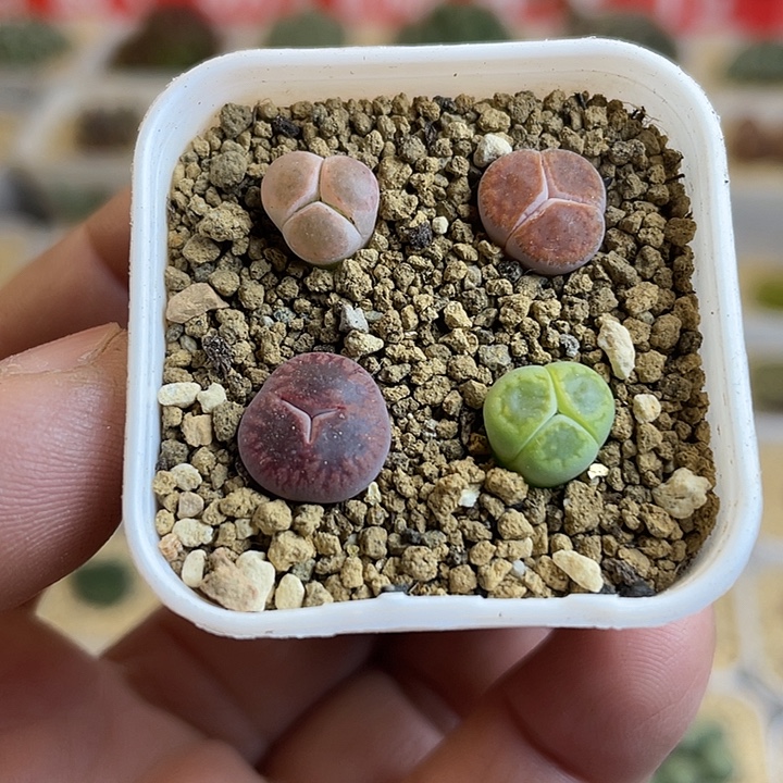 佳人园艺多肉生石花大奔599