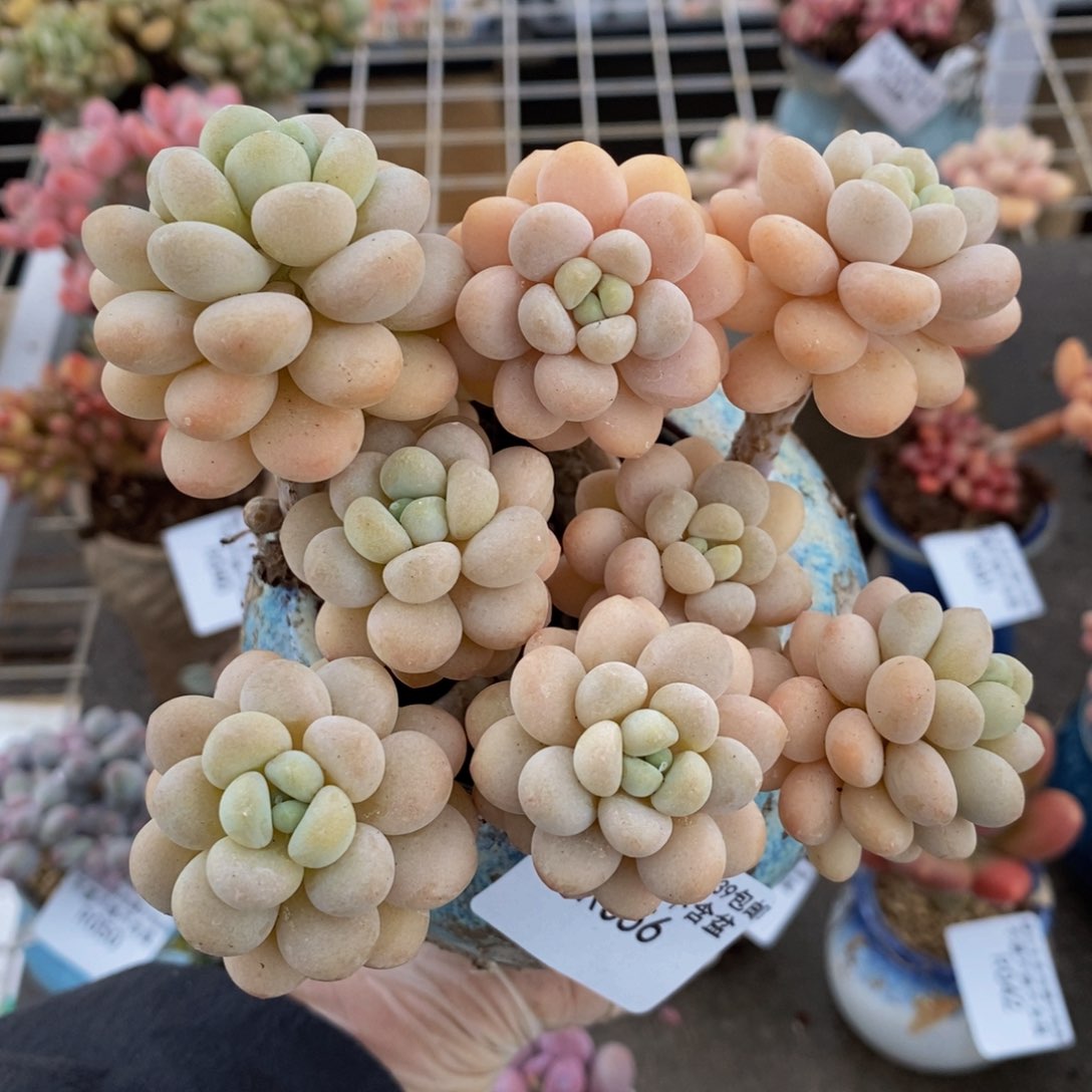 洛可可056/12cm的肉