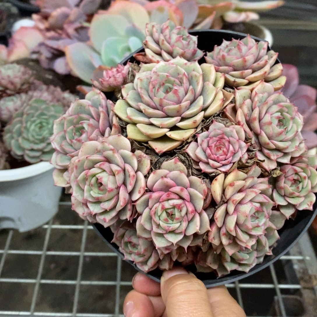 苯巴蒂斯手捧老桩