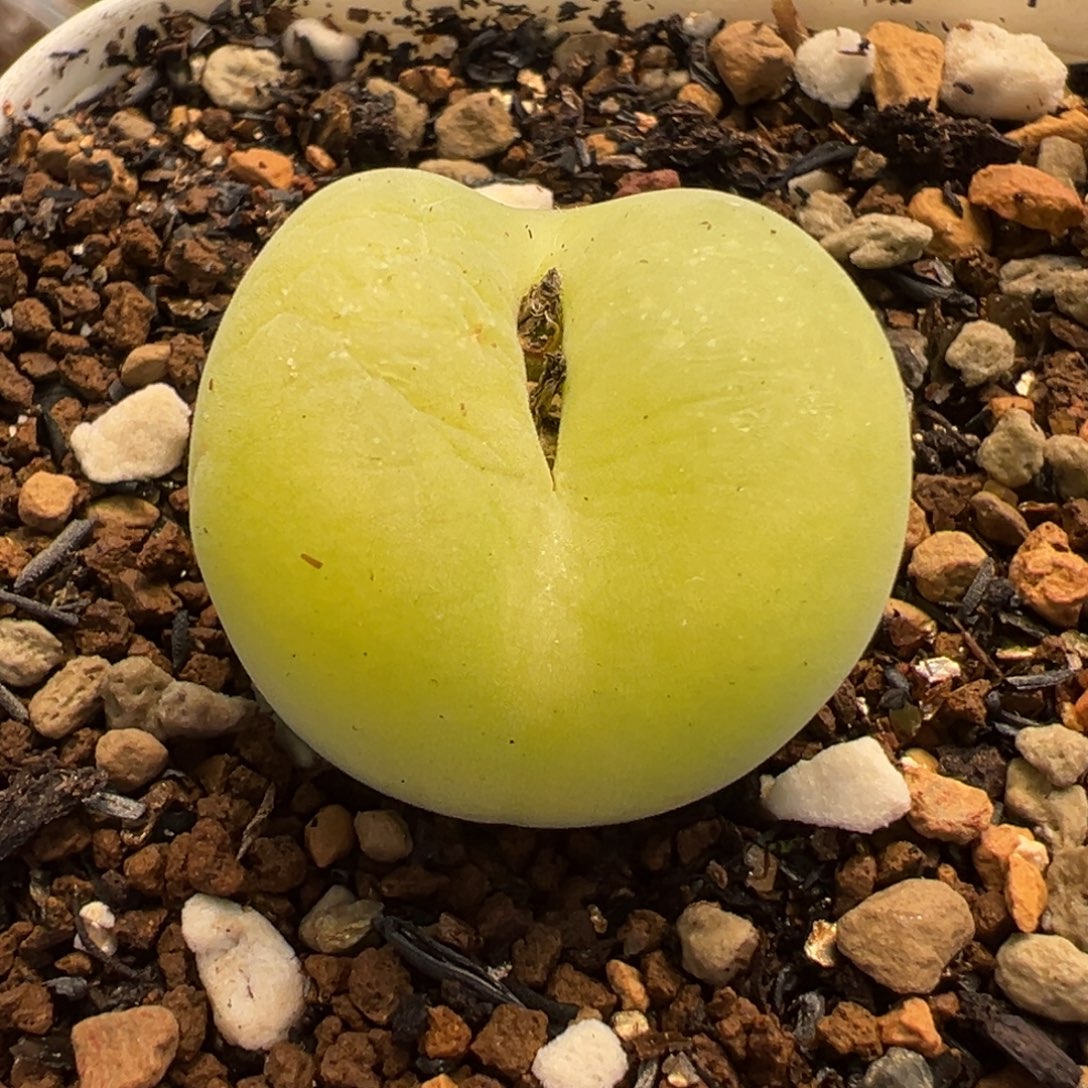 852多肉植物种类多样