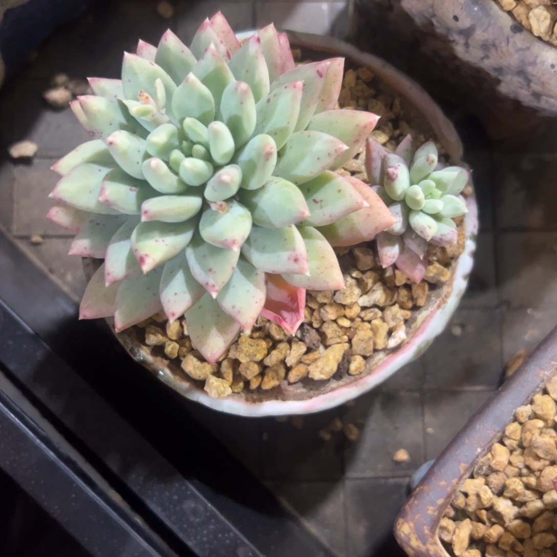 W*多肉植物对肉植物