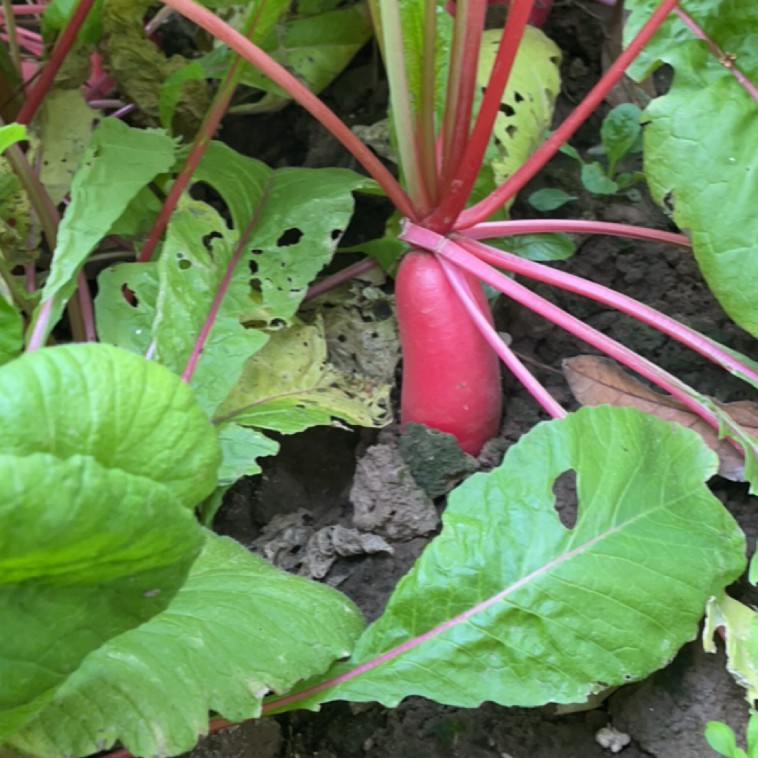 湖北农家小菜园农家白萝卜 红皮白心萝卜脆甜爽口