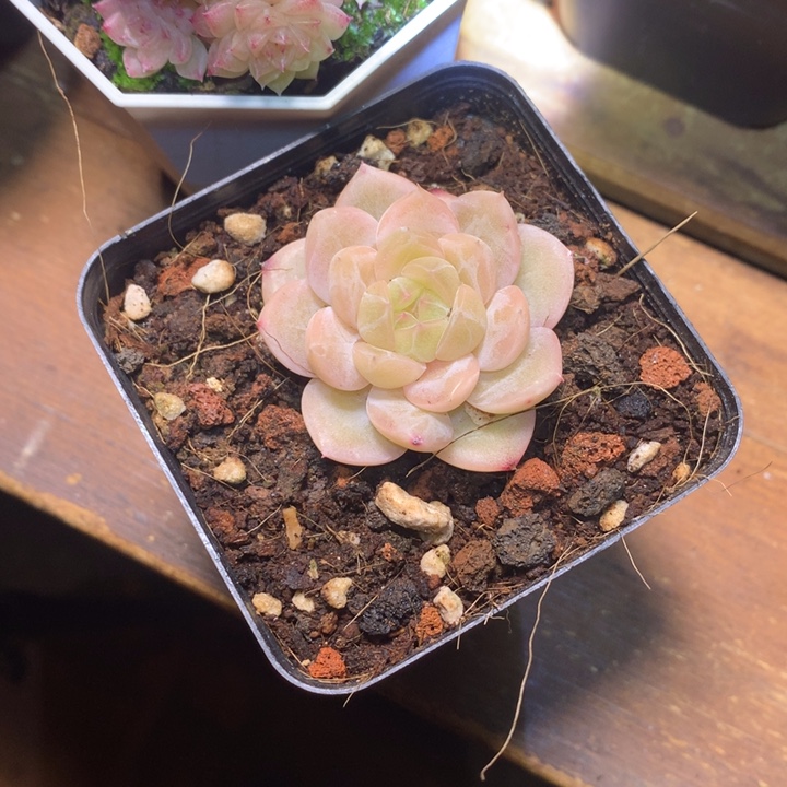 新品珍妮一物一拍