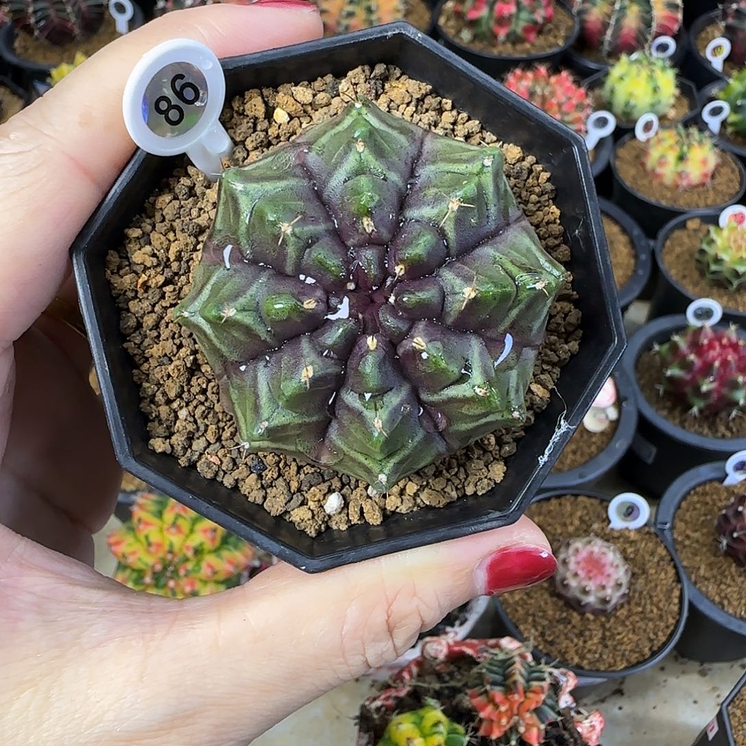 实生梦想，福利价直接拍