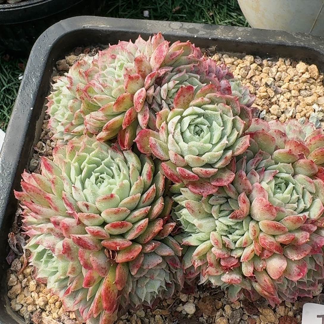 1383一物一拍（满28包邮）