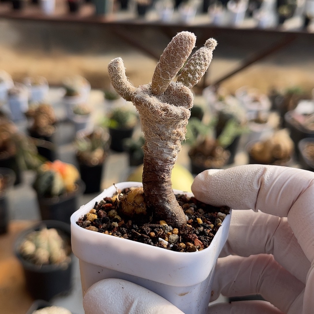 实生帽子团扇块根