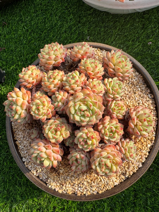 熊猫脸群生多肉植物一物一拍