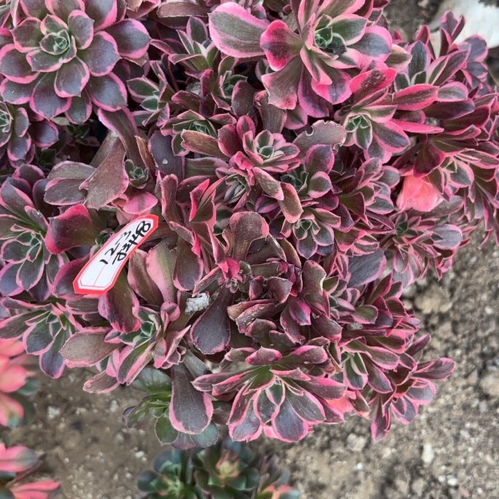 皇后有砍母本不包损