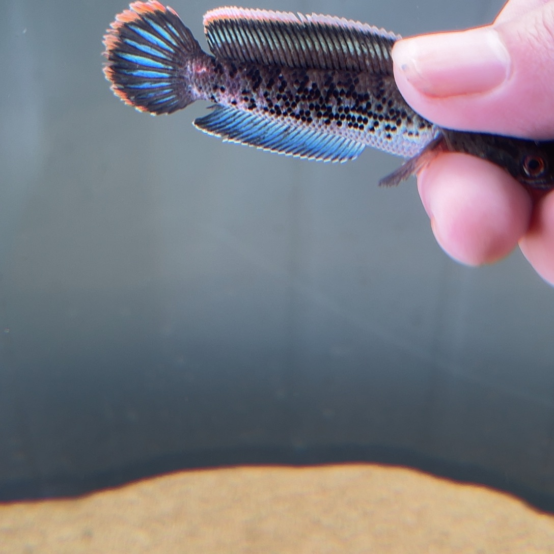 雷龙鱼印尼鬼111111111