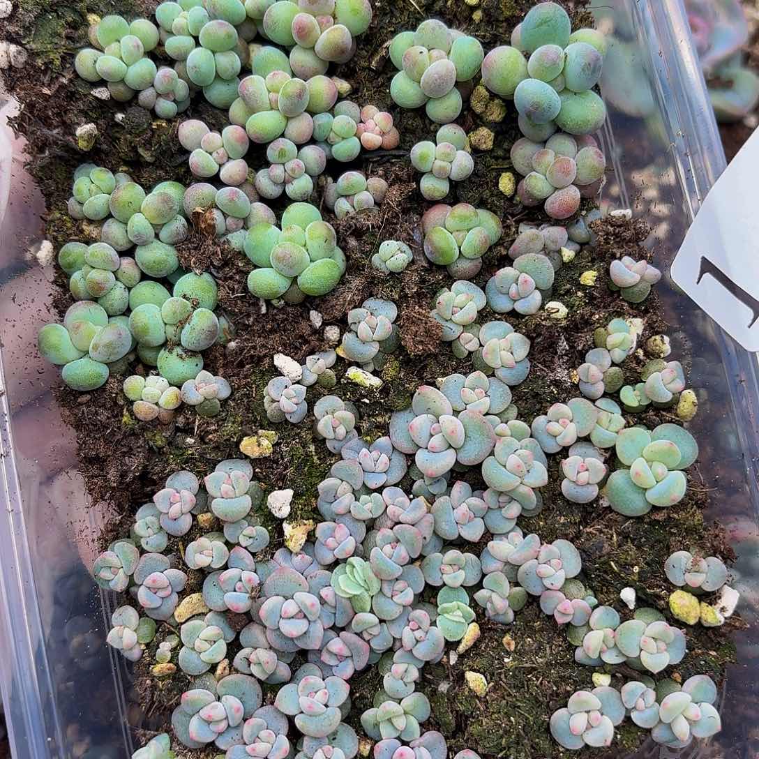多肉植物多肉植物1
