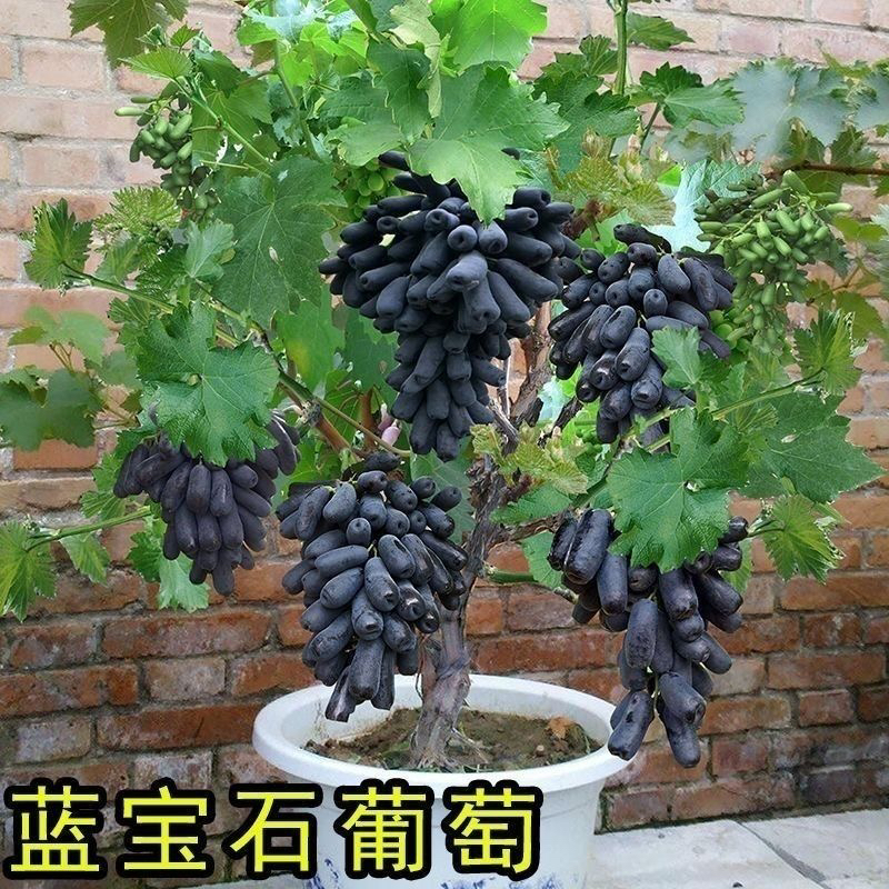 葡萄树（不爬藤不搭架子的）南北方均可巨峰种植蓝莓树果树