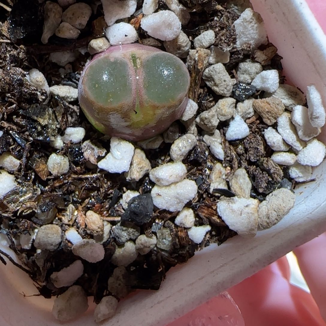 肉锥多肉植物百科-磁铁有疤1577