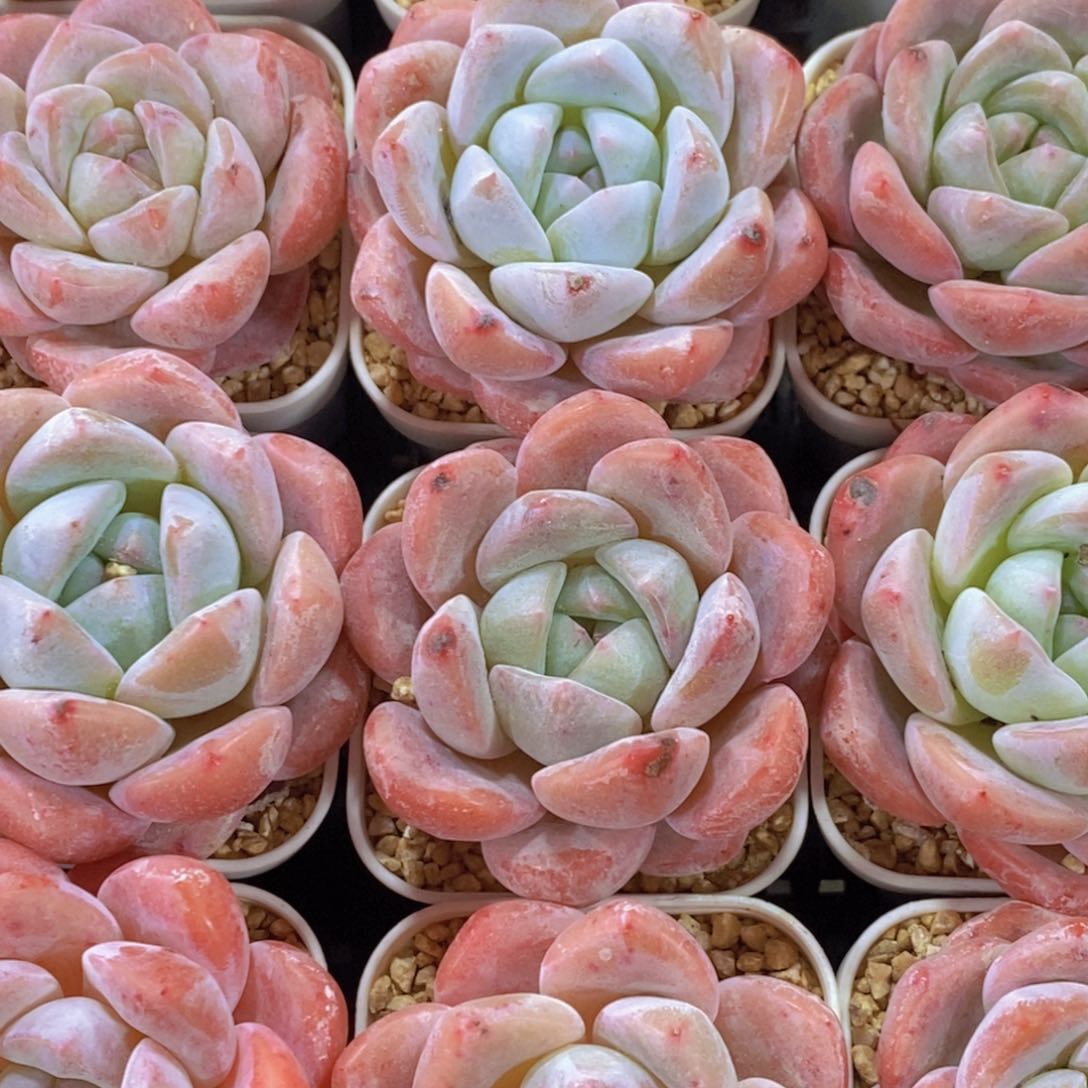 量拍32号 奶油冰橙单头两个