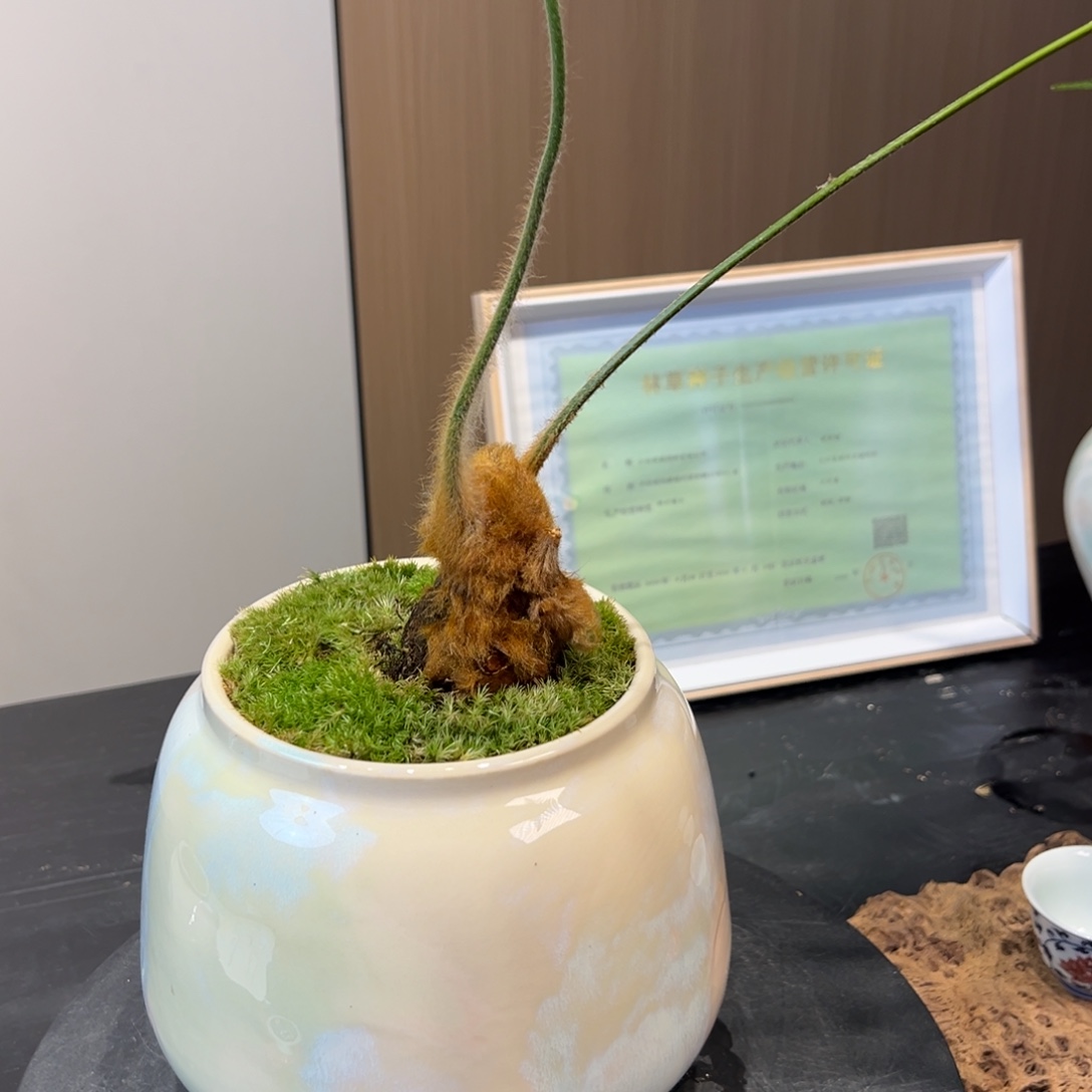 无花朵，1111111111111