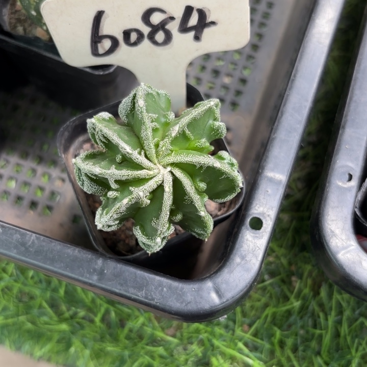 无***主6084实生核桃皮实好养