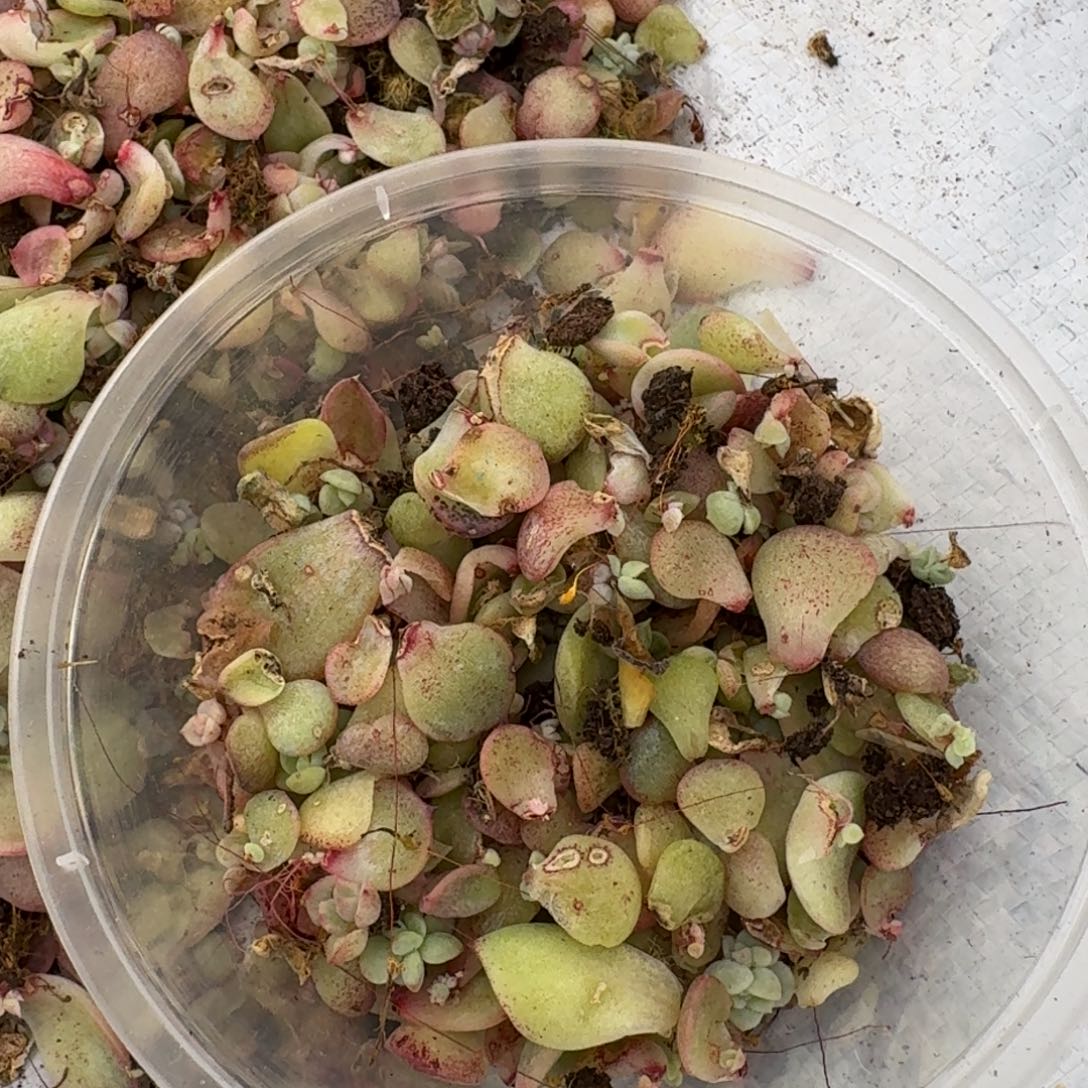 混合叶子保底50片量拍19-86