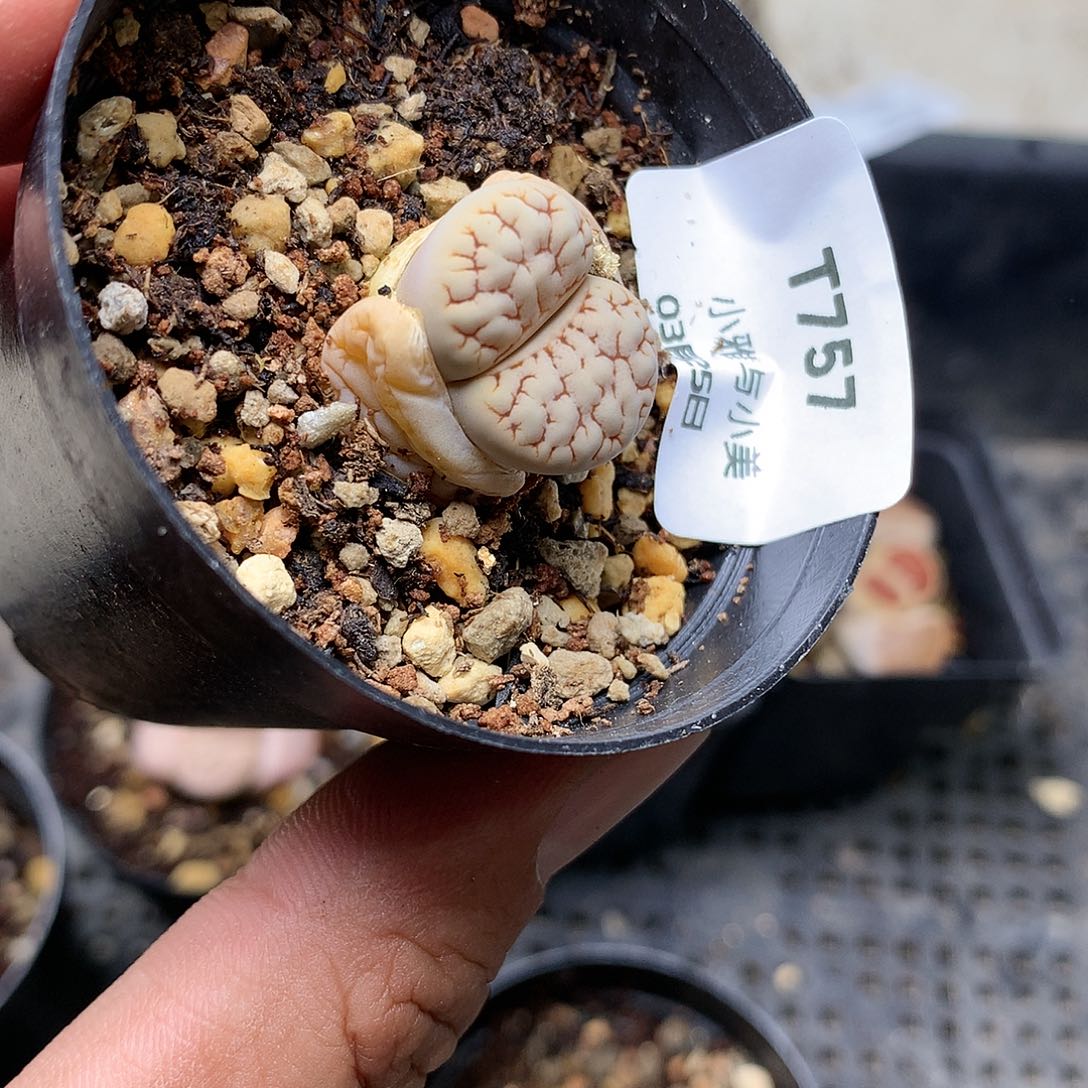 T757多肉植物保护