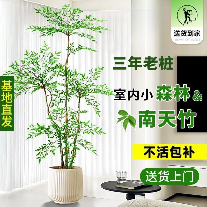 南天竹一物一拍新手小白且可种植大型客厅办公室阳台