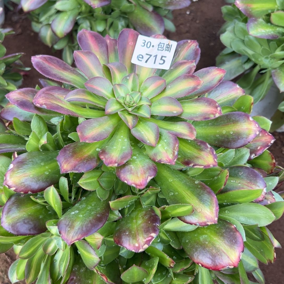 715夕阳多肉法师