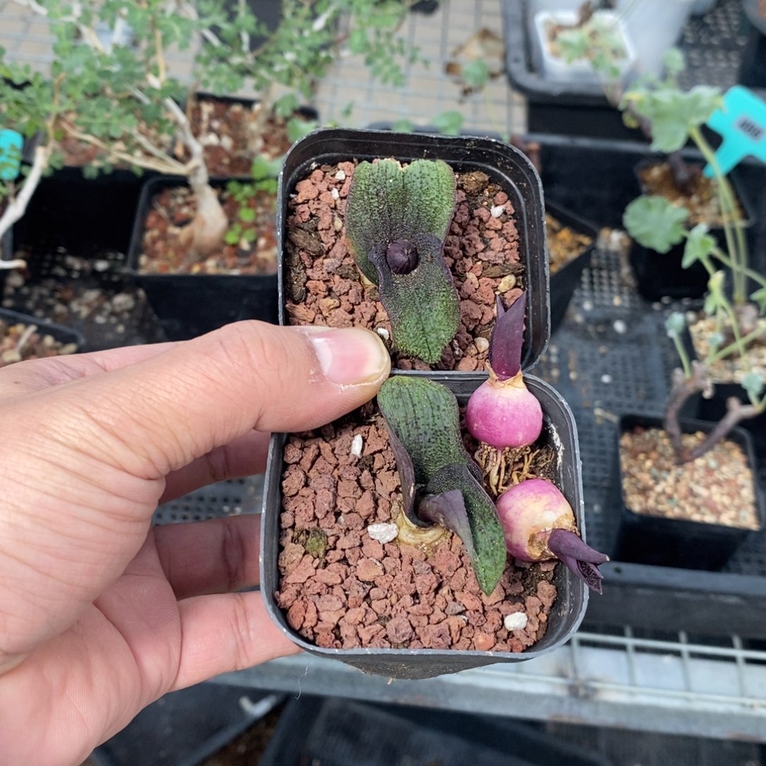 紫镜四颗，一组自拍