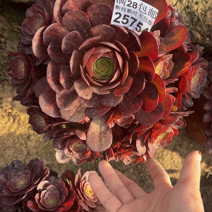 25754抹茶多肉植物