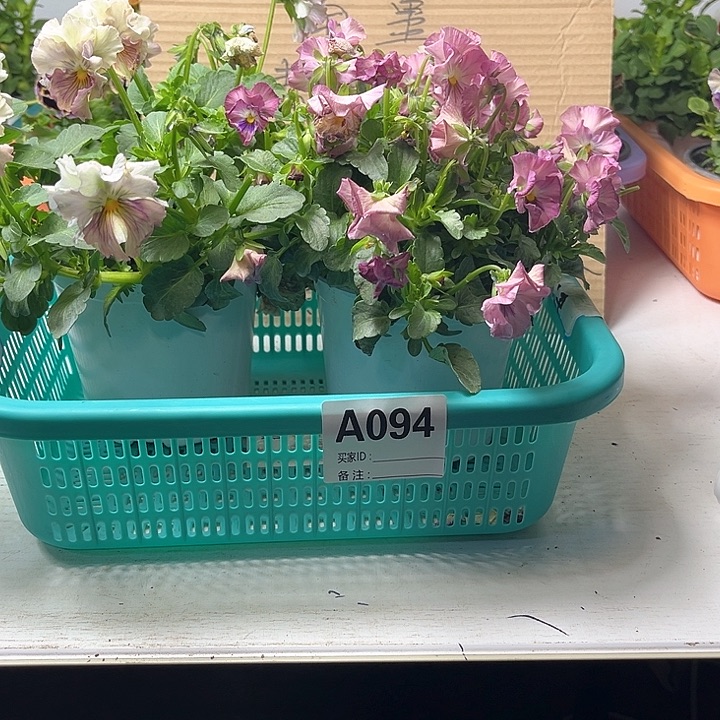 94号角堇清棚19.9米一筐