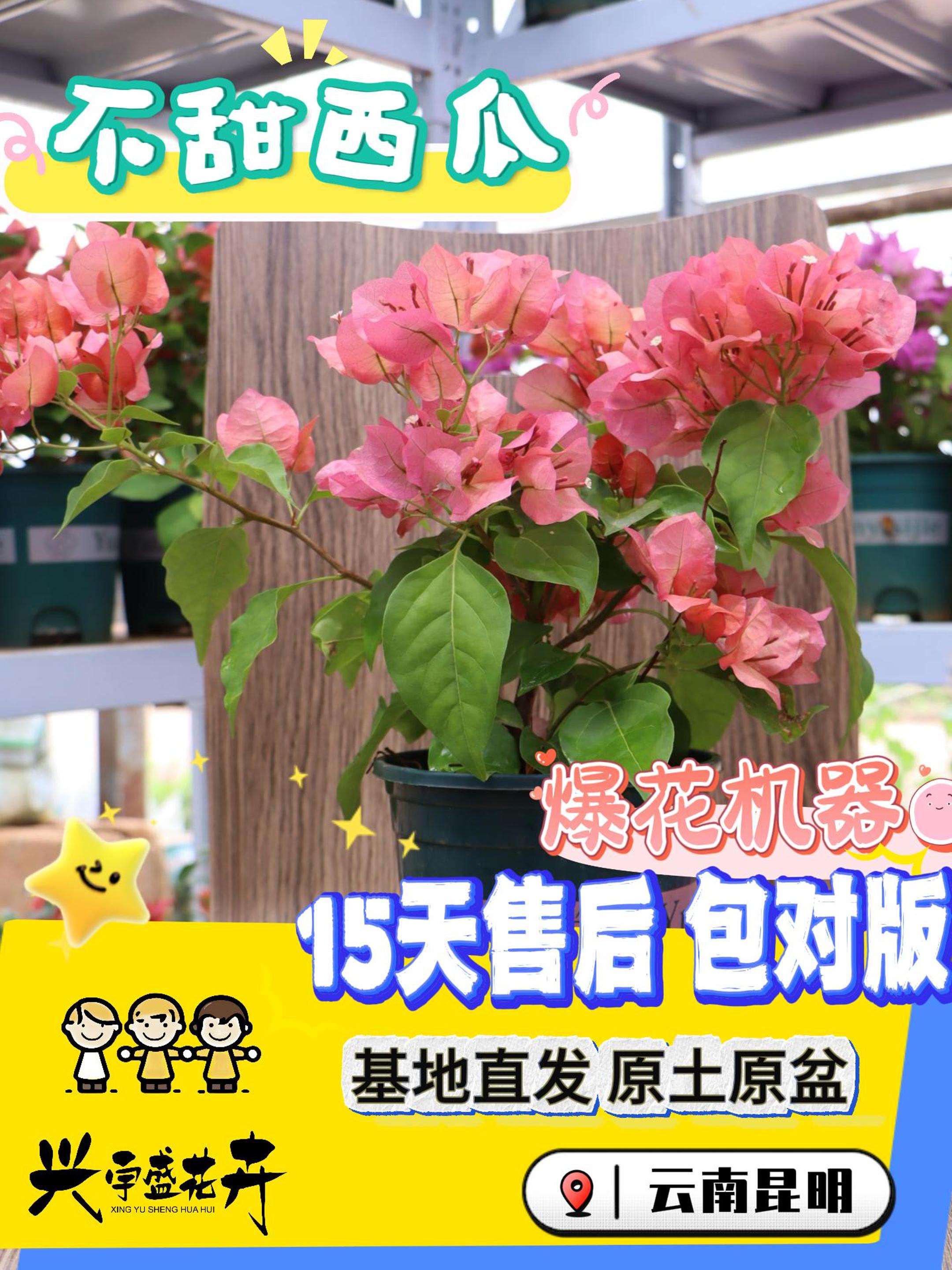 【不甜西瓜】勤花耐活带盆土观赏三角梅