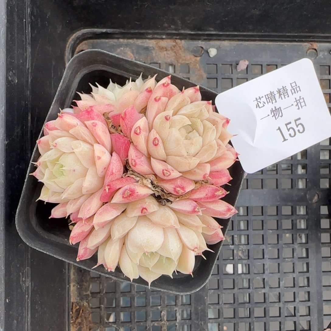 闪购精品多肉155号