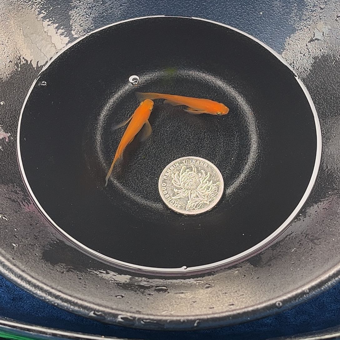 青鳉鱼真长鳍小野红帝2条品相自观9号