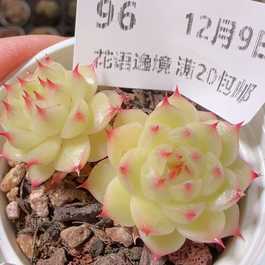 l***a花语多肉1209-96散