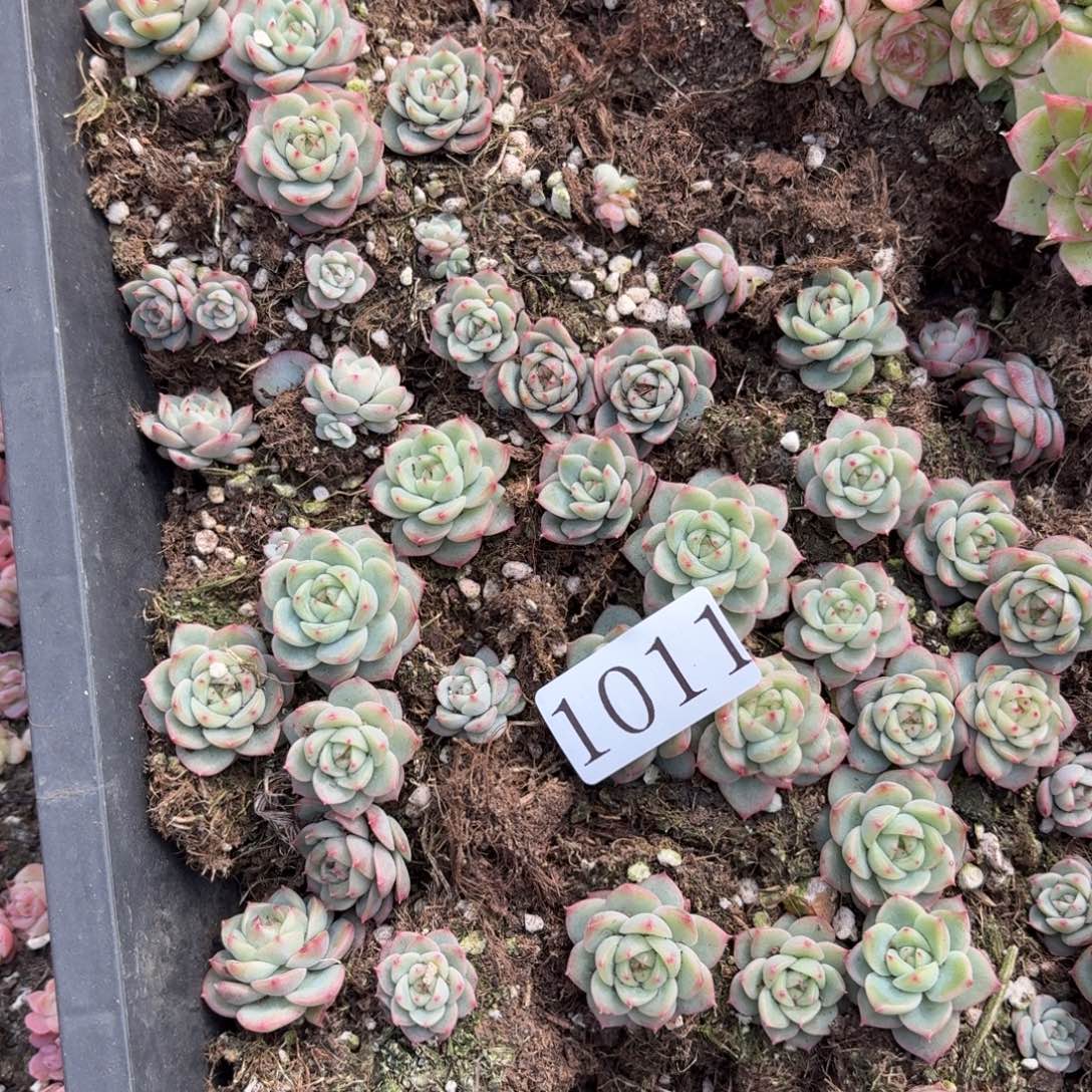 萌***记多肉植物多肉植物1011