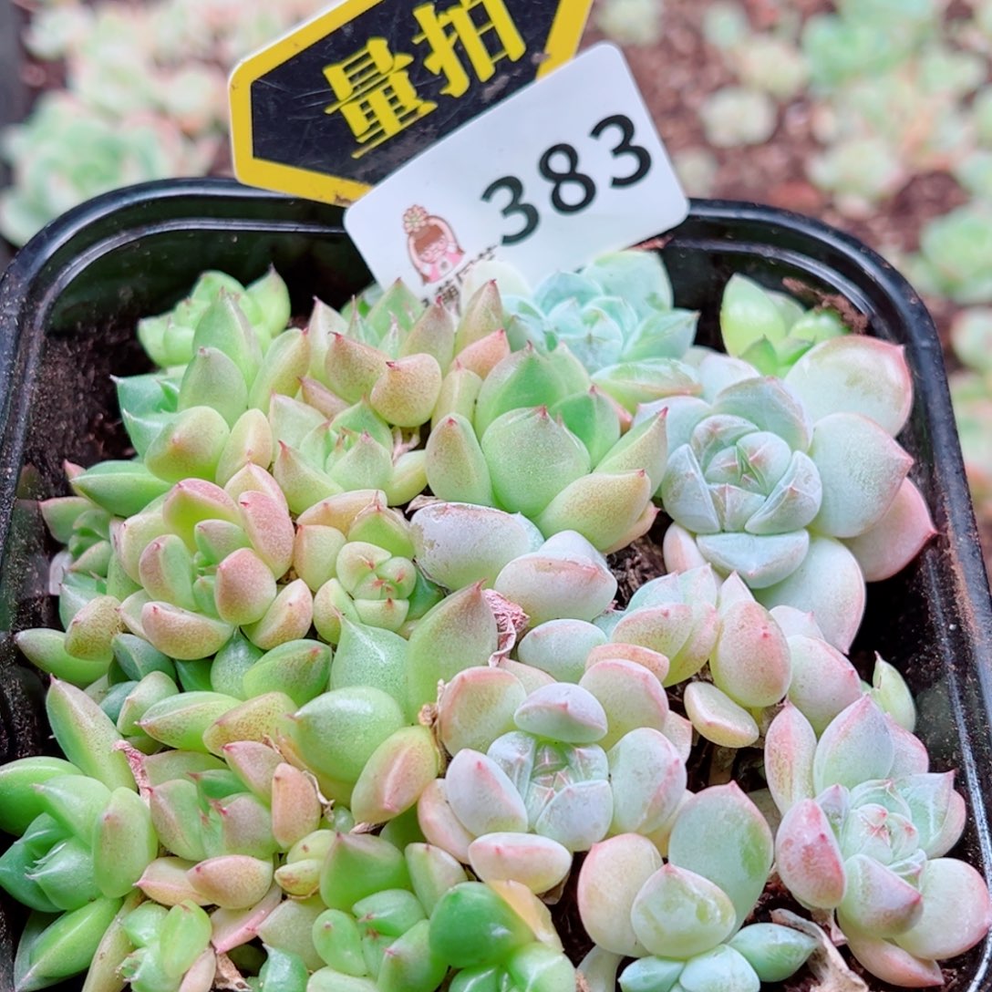 多肉植物多肉植物