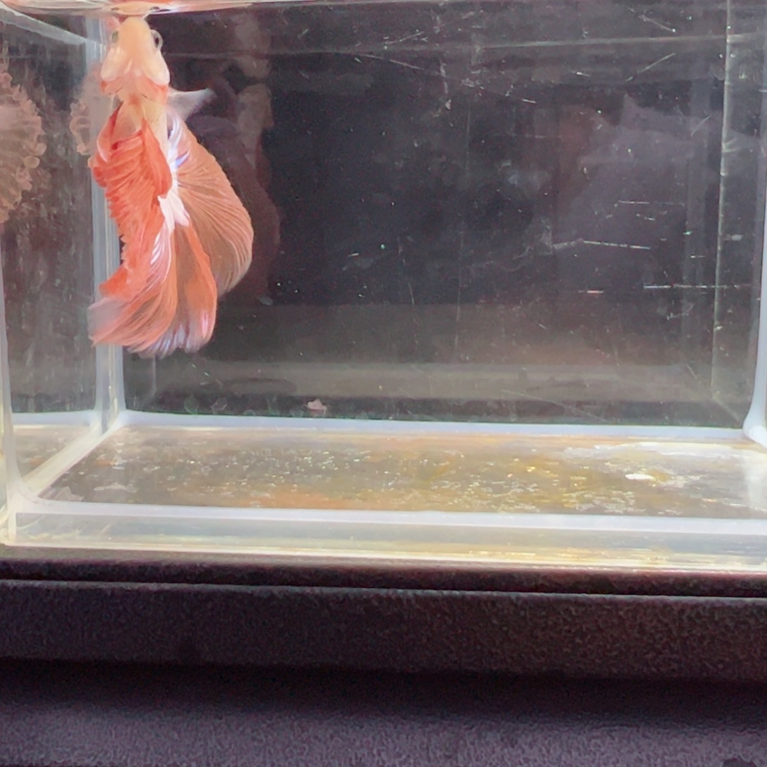 斗鱼浅色特殊尾hhhh