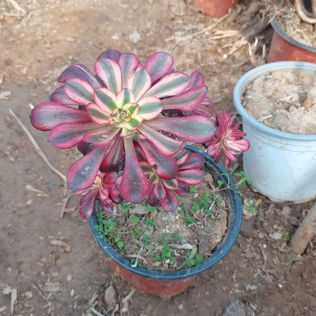 香奈儿多肉法师多肉1-1