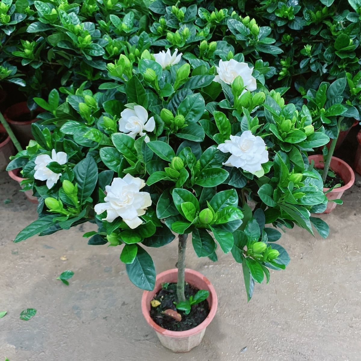 独杆大叶牡丹栀子花重瓣盆栽浓香型四季常青花卉绿植室内阳台栀子