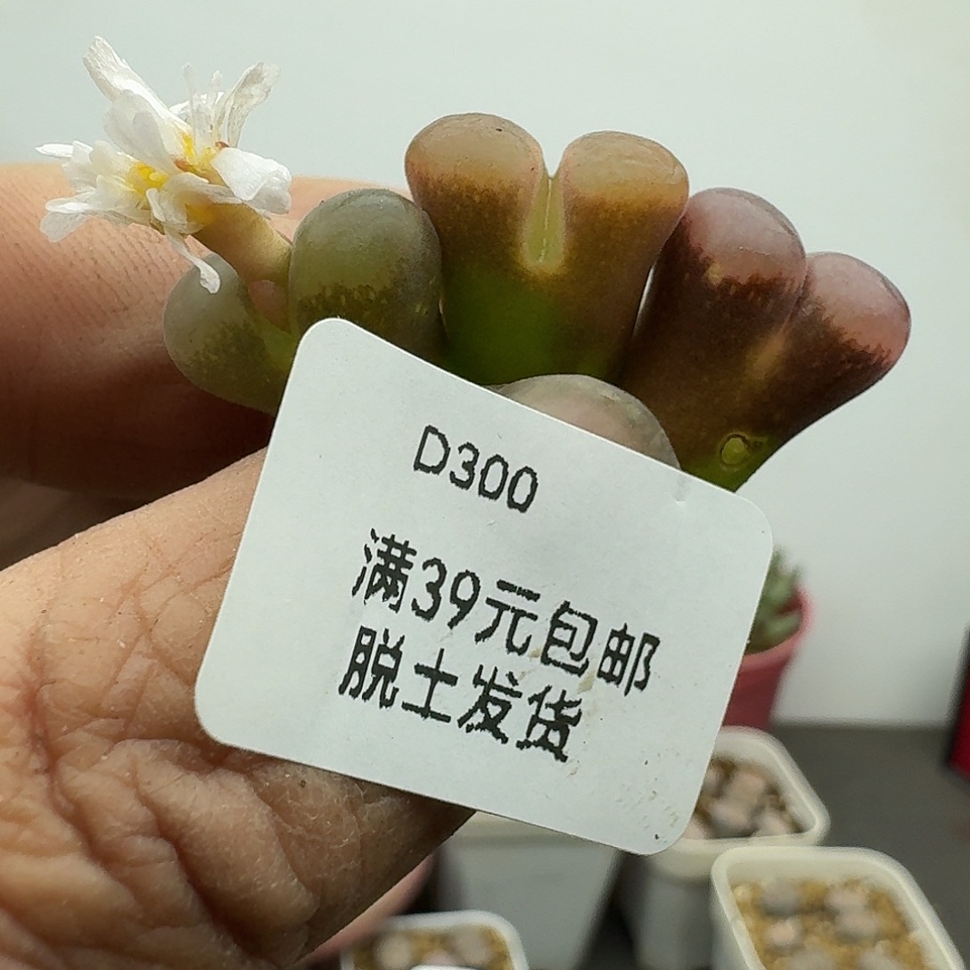 300多肉哈哈哈哈好吧