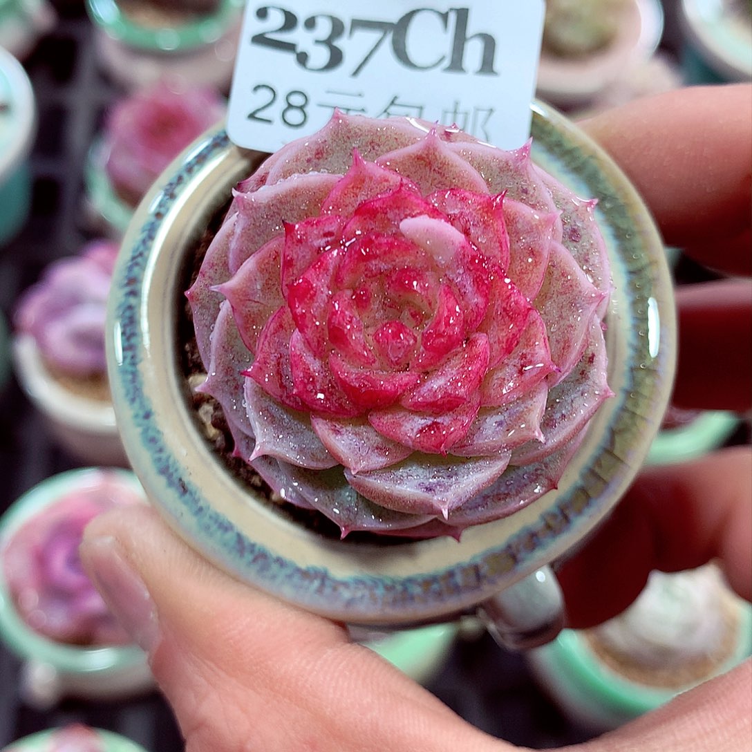 5厘米盆精控多肉237