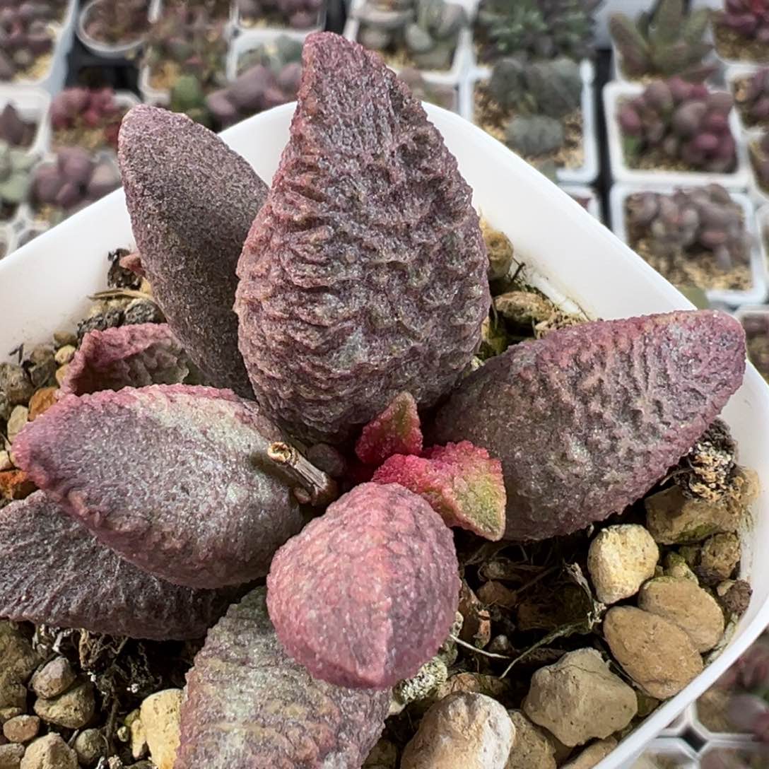 融化纹猪肝带倒刺多肉植物水泡