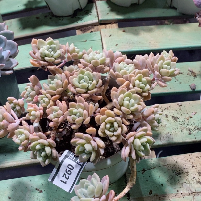 【闪购商品】克洛伊0921