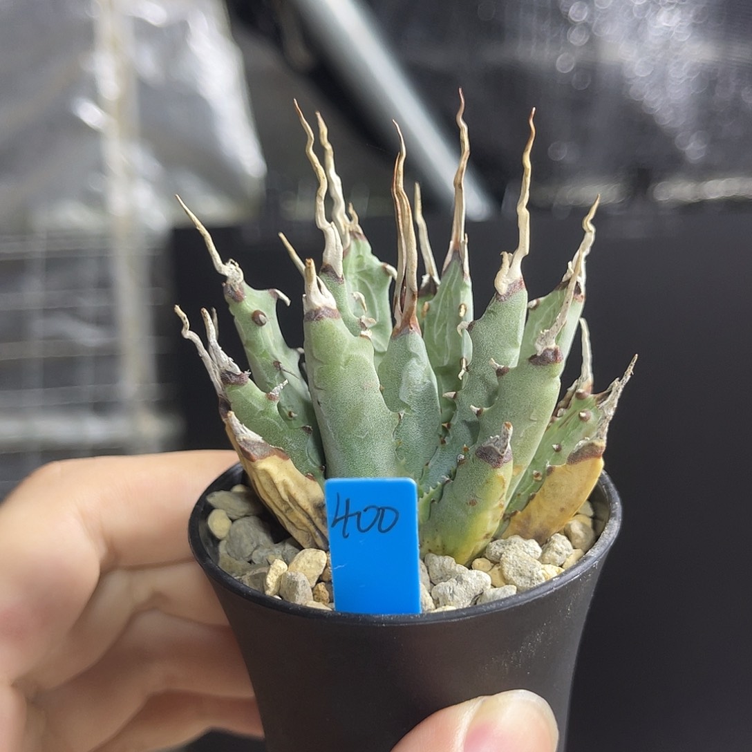 曲刺妖炎熟桩带盆